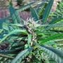 TH Seeds MelonSicle Smoke Buds Weed Ganja Skunk Dope Pot Images Pics Nuggets