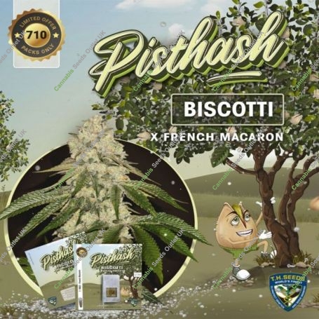 Pisthash Feminized Marijuana Strain by TH Seeds For Sale Online at Cannabis Seeds Outlet