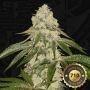 TH Seeds Pisthash Smoke Buds Weed Ganja Skunk Dope Pot Images Pics Nuggets