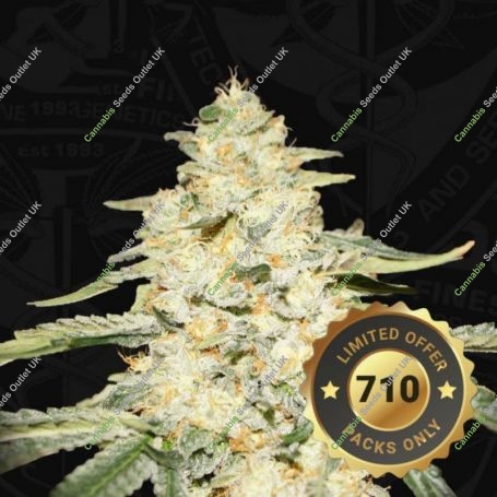 Wy-Kiki Feminized Marijuana Strain by TH Seeds For Sale Online at Cannabis Seeds Outlet