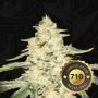 Wy-Kiki Feminized Marijuana Strain by TH Seeds For Sale Online at Cannabis Seeds Outlet