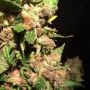 TH Seeds Wy-Kiki Smoke Buds Weed Ganja Skunk Dope Pot Images Pics Nuggets