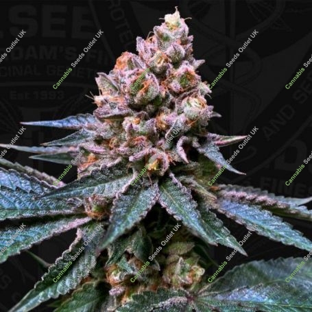Black Apple Hitchcock Feminized Marijuana Strain by TH Seeds For Sale Online at Cannabis Seeds Outlet