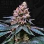 Black Apple Hitchcock Feminized Marijuana Strain by TH Seeds For Sale Online at Cannabis Seeds Outlet