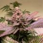 TH Seeds Black Apple Hitchcock Smoke Buds Weed Ganja Skunk Dope Pot Images Pics Nuggets