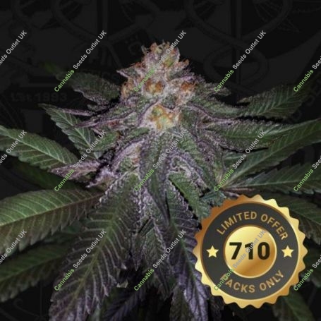 Purple Banana Cream Feminized Marijuana Strain by TH Seeds For Sale Online at Cannabis Seeds Outlet