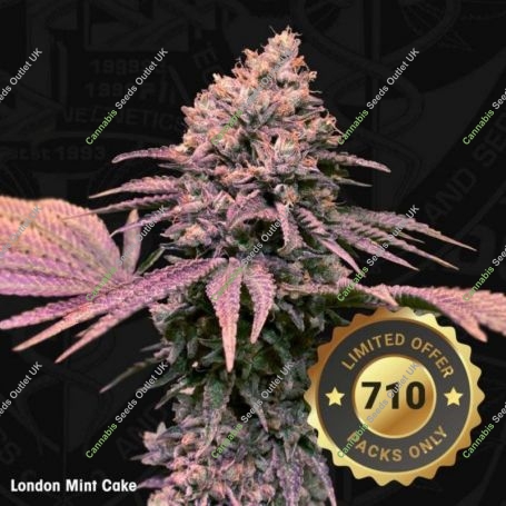 London Mint Cake Feminized Marijuana Strain by TH Seeds For Sale Online at Cannabis Seeds Outlet