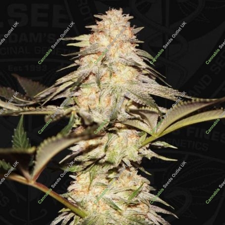 Bubble Banana Gum Feminized Marijuana Strain by TH Seeds For Sale Online at Cannabis Seeds Outlet