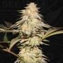 Bubble Banana Gum Feminized Marijuana Strain by TH Seeds For Sale Online at Cannabis Seeds Outlet
