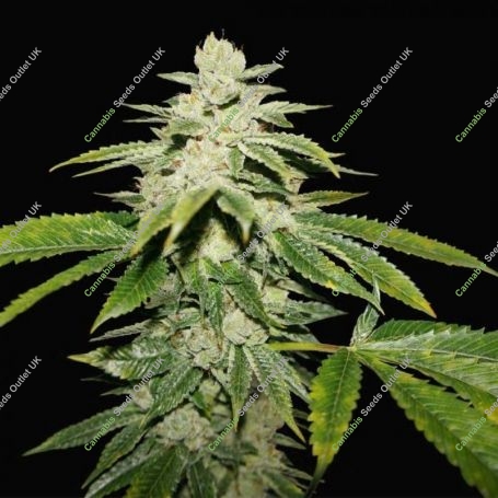 WaterMelon Ultra Feminized Marijuana Strain by TH Seeds For Sale Online at Cannabis Seeds Outlet