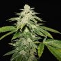 WaterMelon Ultra Feminized Marijuana Strain by TH Seeds For Sale Online at Cannabis Seeds Outlet