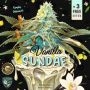 Vanilla Sundae Feminized Marijuana Strain by TH Seeds For Sale Online at Cannabis Seeds Outlet