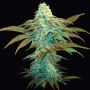 Vanilla Sundae Feminized by TH Seeds THC Content Potency Strength CBD Height Yield Flowering Time Indica Sativa Genetics