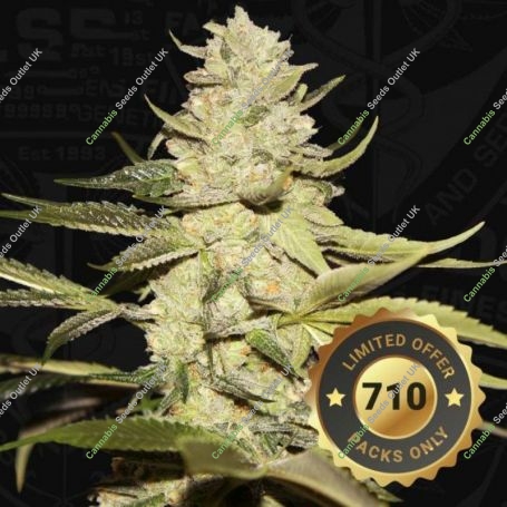 Planet Lemon Feminized Marijuana Strain by TH Seeds For Sale Online at Cannabis Seeds Outlet
