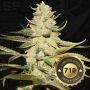Planet Lemon Feminized Marijuana Strain by TH Seeds For Sale Online at Cannabis Seeds Outlet