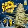 TH Seeds Planet Lemon Smoke Buds Weed Ganja Skunk Dope Pot Images Pics Nuggets