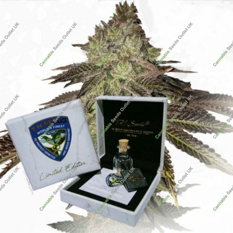 Gelato 33 Birthday Cake SBC Regular Marijuana Strain by TH Seeds For Sale Online at Cannabis Seeds Outlet