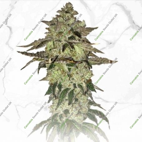 Dosidos x Birthday Cake Regular Marijuana Strain by TH Seeds For Sale Online at Cannabis Seeds Outlet
