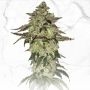 Dosidos x Birthday Cake Regular Marijuana Strain by TH Seeds For Sale Online at Cannabis Seeds Outlet