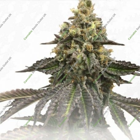 French Cookies Birthday Cake Regular Marijuana Strain by TH Seeds For Sale Online at Cannabis Seeds Outlet