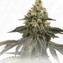 French Cookies Birthday Cake Regular Marijuana Strain by TH Seeds For Sale Online at Cannabis Seeds Outlet