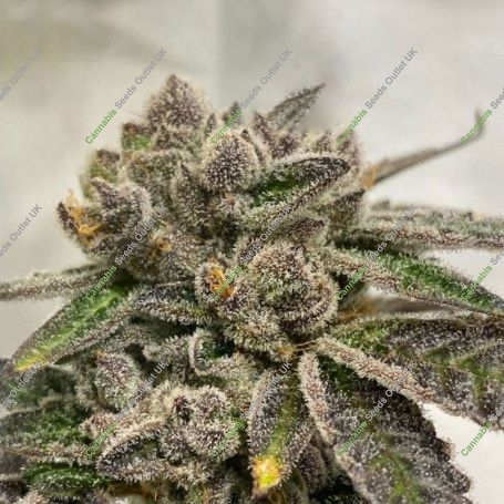 French Kisz Regular Marijuana Strain by TH Seeds For Sale Online at Cannabis Seeds Outlet