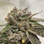 French Kisz Regular Marijuana Strain by TH Seeds For Sale Online at Cannabis Seeds Outlet