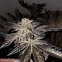 TH Seeds French Kisz Smoke Buds Weed Ganja Skunk Dope Pot Images Pics Nuggets