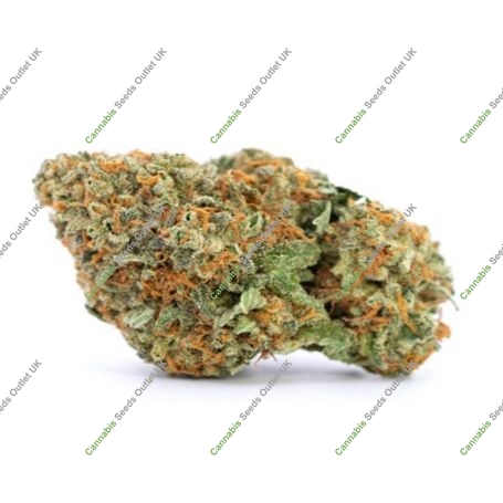 Sour Cake Regular Marijuana Strain by TH Seeds For Sale Online at Cannabis Seeds Outlet