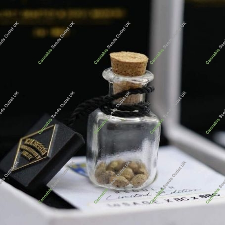 La S.A.G.E. Cake Regular Marijuana Strain by TH Seeds For Sale Online at Cannabis Seeds Outlet