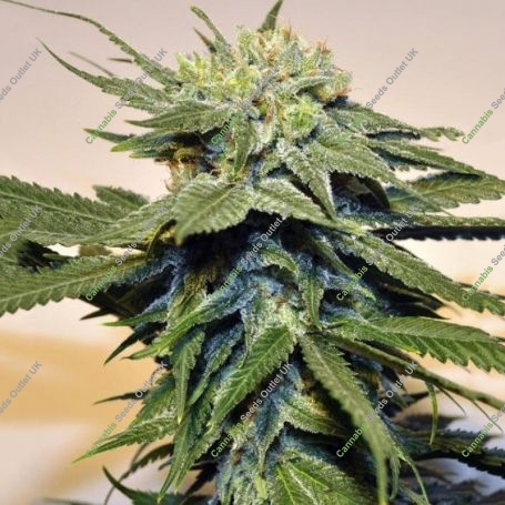 OG Bubblegum X SBC Reg Marijuana Strain by TH Seeds For Sale Online at Cannabis Seeds Outlet
