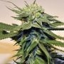 OG Bubblegum X SBC Reg Marijuana Strain by TH Seeds For Sale Online at Cannabis Seeds Outlet