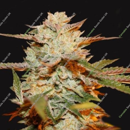 Gelato 33 Banana Pudding Regular Marijuana Strain by TH Seeds For Sale Online at Cannabis Seeds Outlet