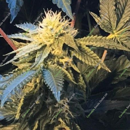 Shiloh Z Feminized Marijuana Strain by TH Seeds For Sale Online at Cannabis Seeds Outlet