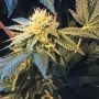 Shiloh Z Feminized Marijuana Strain by TH Seeds For Sale Online at Cannabis Seeds Outlet