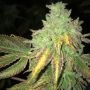 TH Seeds Shiloh Z Smoke Buds Weed Ganja Skunk Dope Pot Images Pics Nuggets