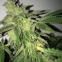 Shiloh Z Feminized by TH Seeds THC Content Potency Strength CBD Height Yield Flowering Time Indica Sativa Genetics