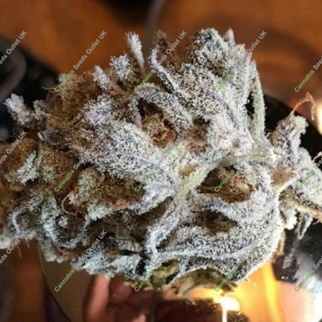 Zorro Regular Marijuana Strain by TH Seeds For Sale Online at Cannabis Seeds Outlet
