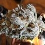 Zorro Regular Marijuana Strain by TH Seeds For Sale Online at Cannabis Seeds Outlet