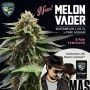 Melon Vader Feminized Marijuana Strain by TH Seeds For Sale Online at Cannabis Seeds Outlet