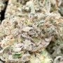Melon Vader Feminized by TH Seeds THC Content Potency Strength CBD Height Yield Flowering Time Indica Sativa Genetics
