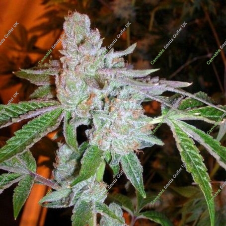 Tahoe OG Kush Regular Marijuana Strain by The Cali Connection For Sale Online at Cannabis Seeds Outlet