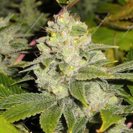DeadHead OG Regular Marijuana Strain by The Cali Connection For Sale Online at Cannabis Seeds Outlet