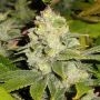 DeadHead OG Regular Marijuana Strain by The Cali Connection For Sale Online at Cannabis Seeds Outlet