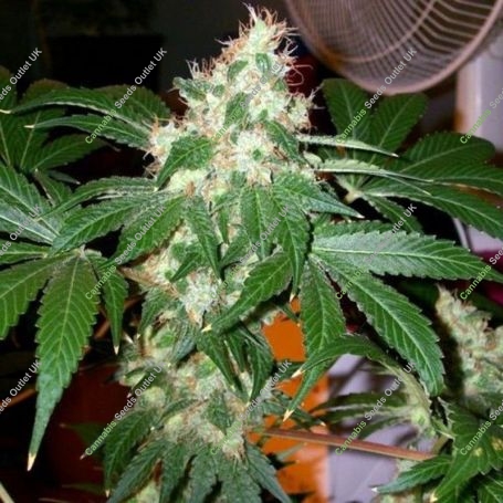 Chem Valley Kush Regular Marijuana Strain by The Cali Connection For Sale Online at Cannabis Seeds Outlet