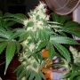 Chem Valley Kush Regular Marijuana Strain by The Cali Connection For Sale Online at Cannabis Seeds Outlet