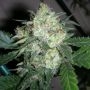 OGiesel Feminized Marijuana Strain by The Cali Connection For Sale Online at Cannabis Seeds Outlet