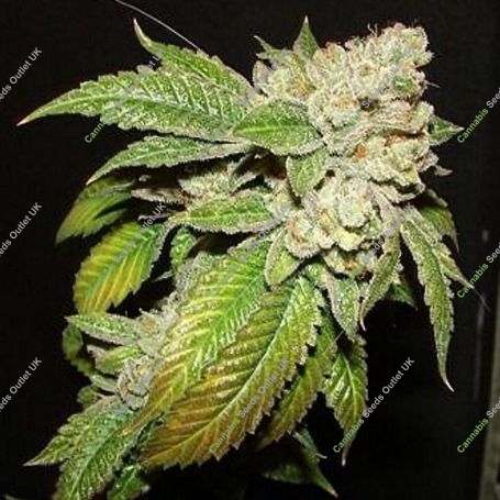 Larry OG Kush Regular Marijuana Strain by The Cali Connection For Sale Online at Cannabis Seeds Outlet