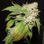 Larry OG Kush Regular Marijuana Strain by The Cali Connection For Sale Online at Cannabis Seeds Outlet