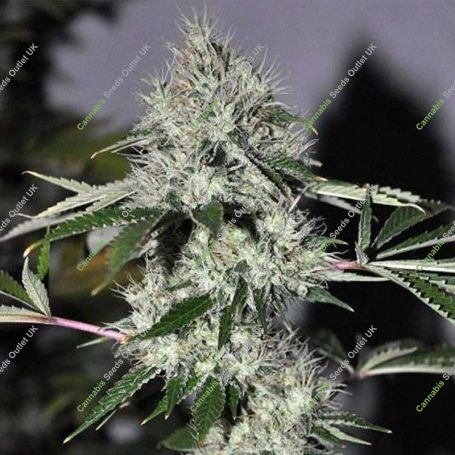 Chem4 OG Regular Marijuana Strain by The Cali Connection For Sale Online at Cannabis Seeds Outlet